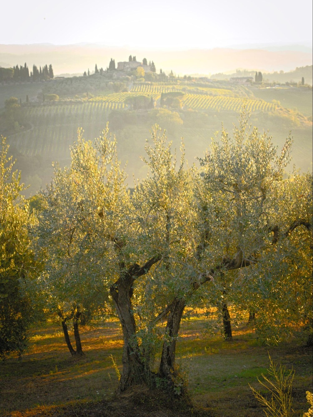 La Dolce Vita: 7 Regions of Italy to Discover the Italian Art of Living